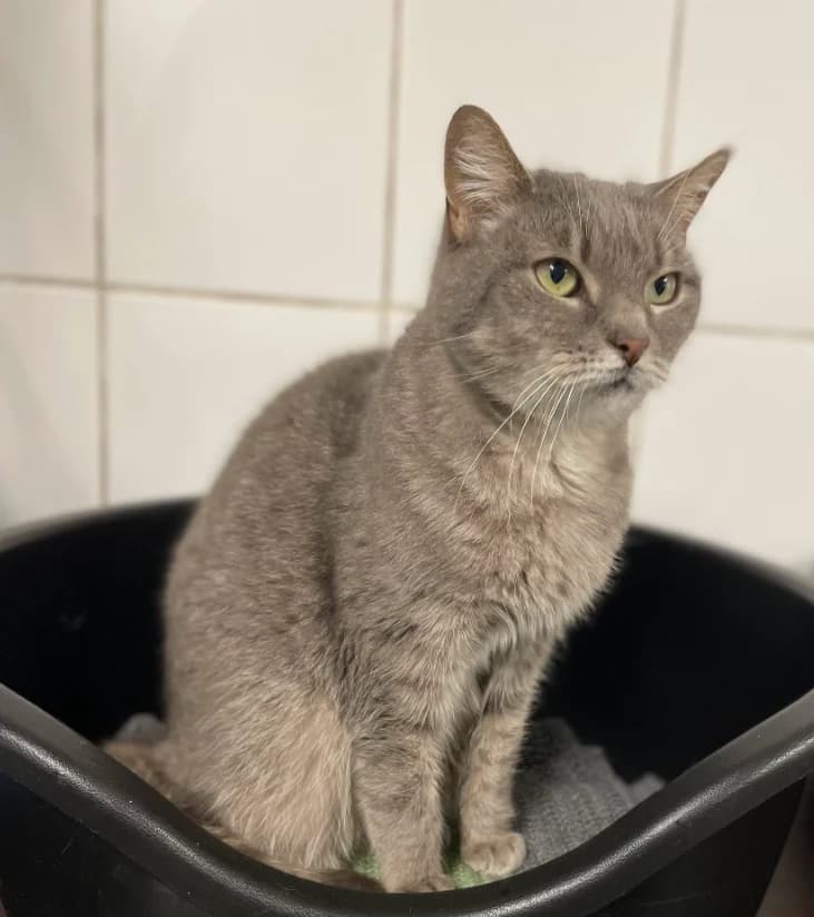 Lili, female 3yo Mixed Breed for adoption at Aide et Protection Animales A.S.B.L., Assesse