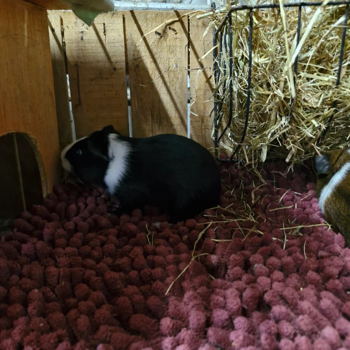Biscuit, male puppy Mixed Breed for adoption at L