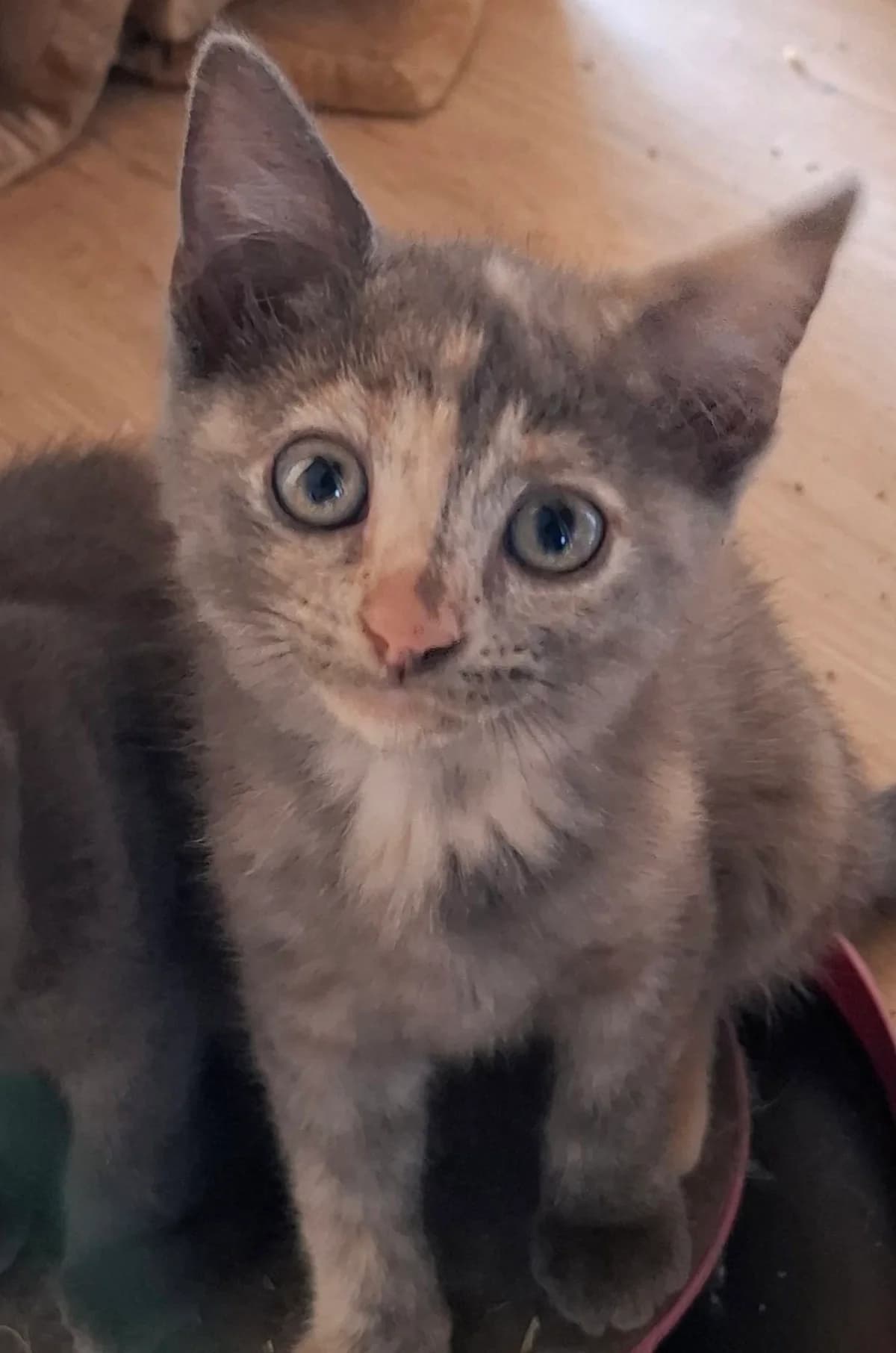 Rosa, female puppy Mixed Breed for adoption at L
