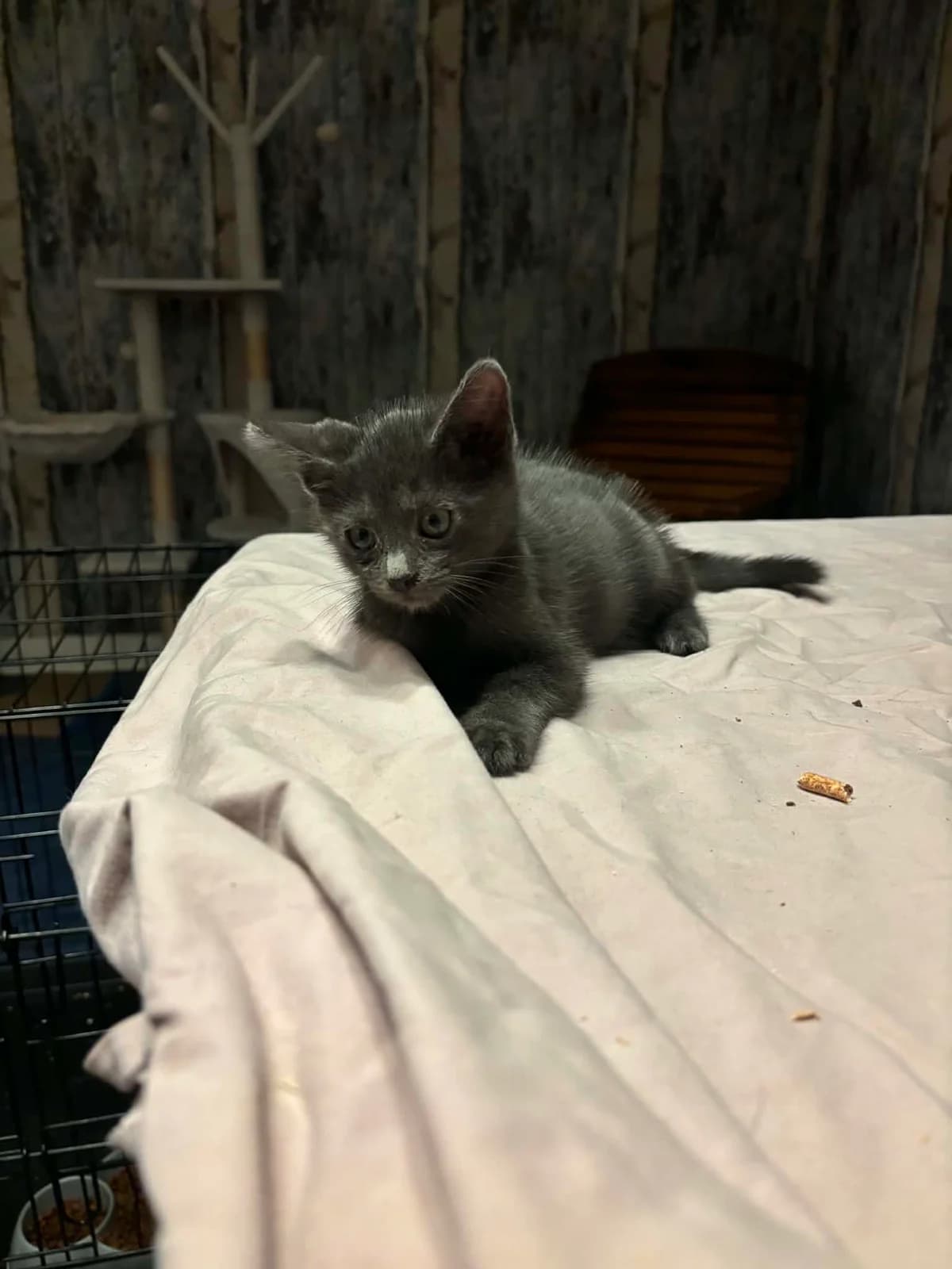 Misty, female Mixed Breed for adoption at L