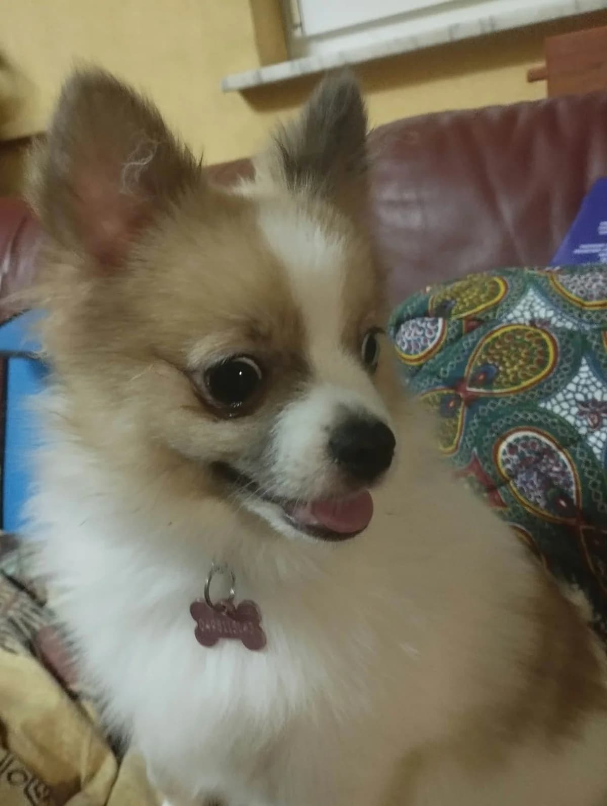 Brioche, female puppy Mixed Breed for adoption at L