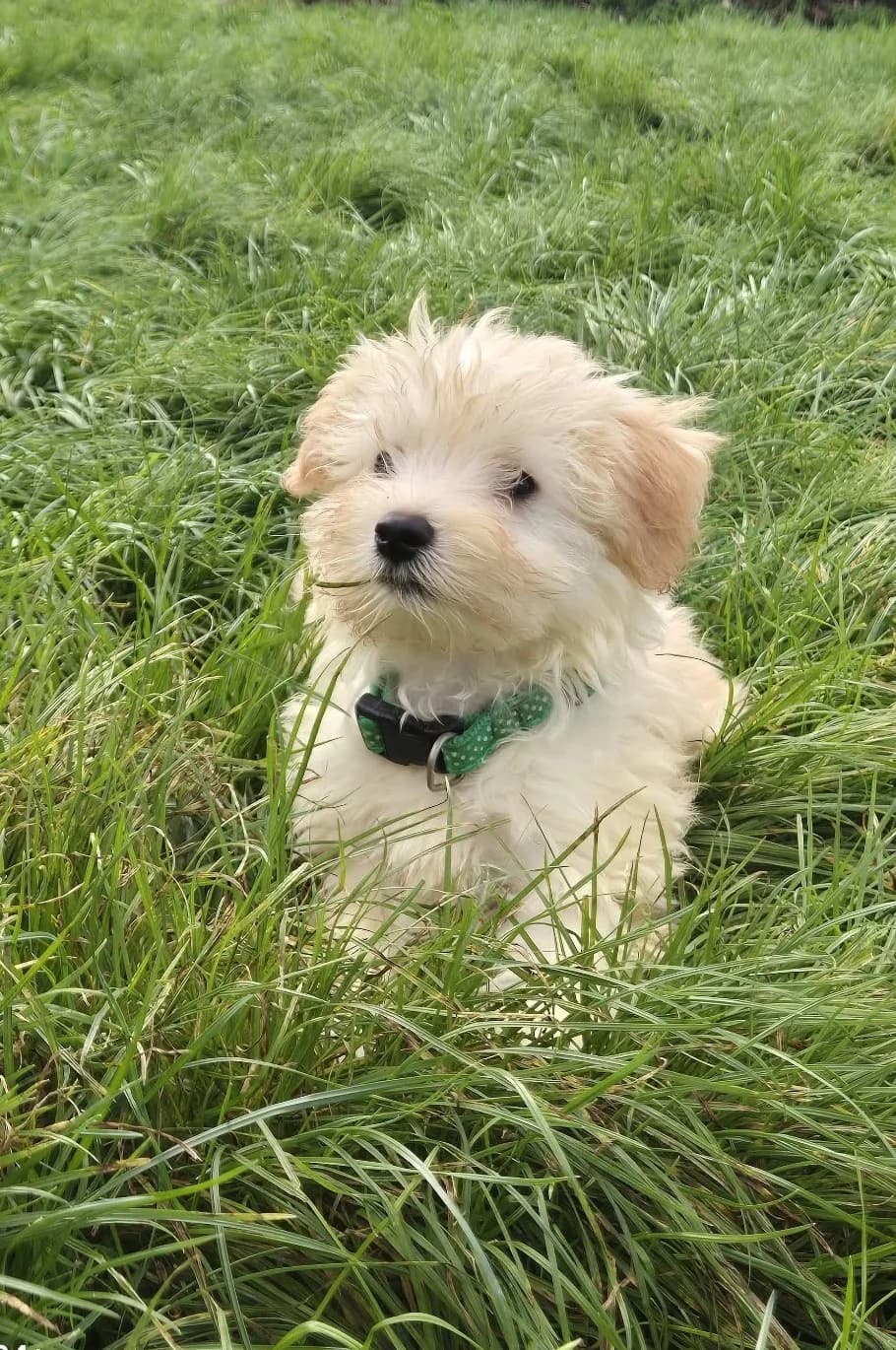 Roméo, male puppy Mixed Breed for adoption at L