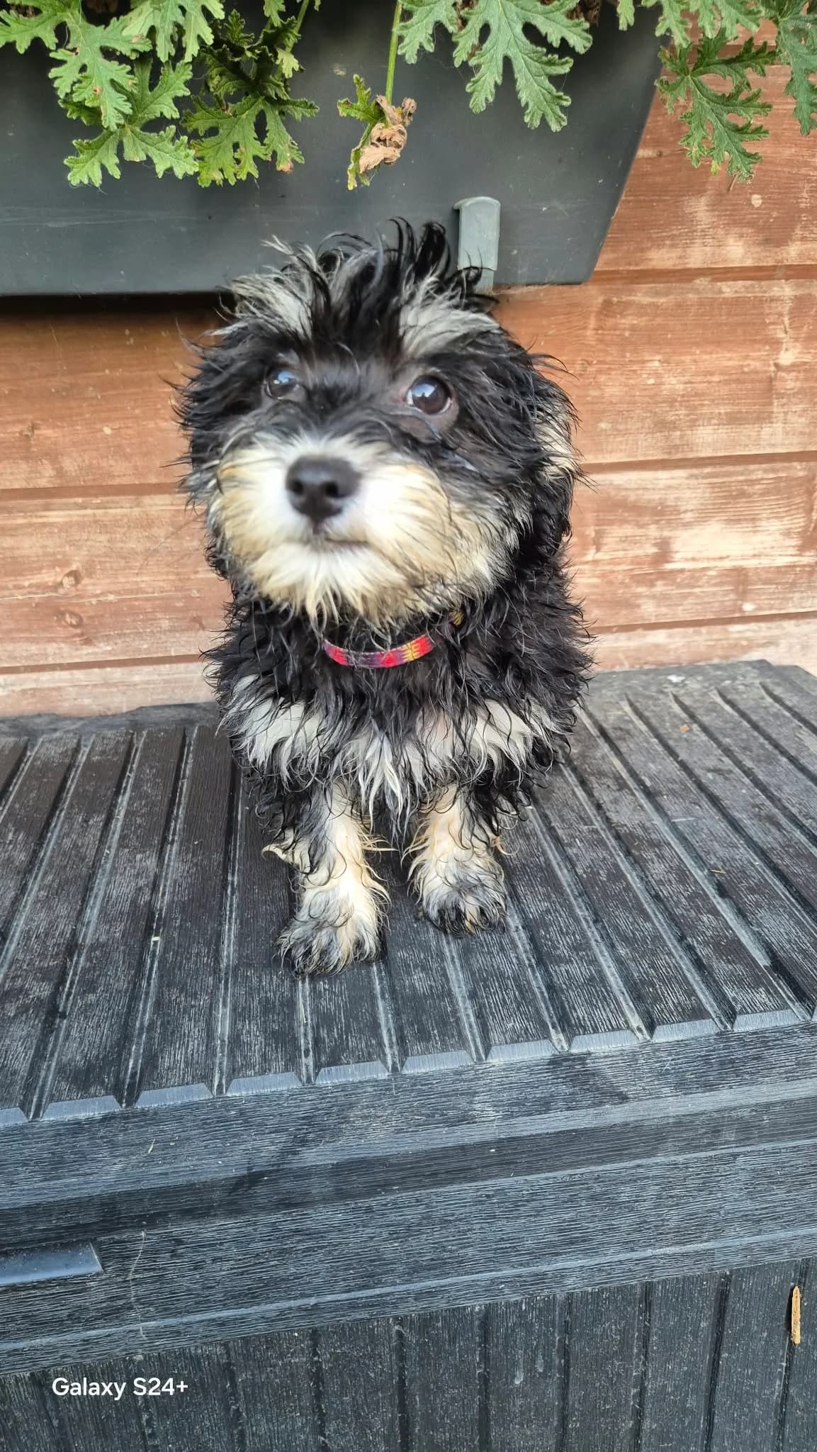 Canaille, male puppy Mixed Breed for adoption at L