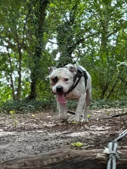 Ashton, male 4yo American Staffordshire Terrier for adoption at L'Arche de Noé ASBL - SPA Maisières, Mons