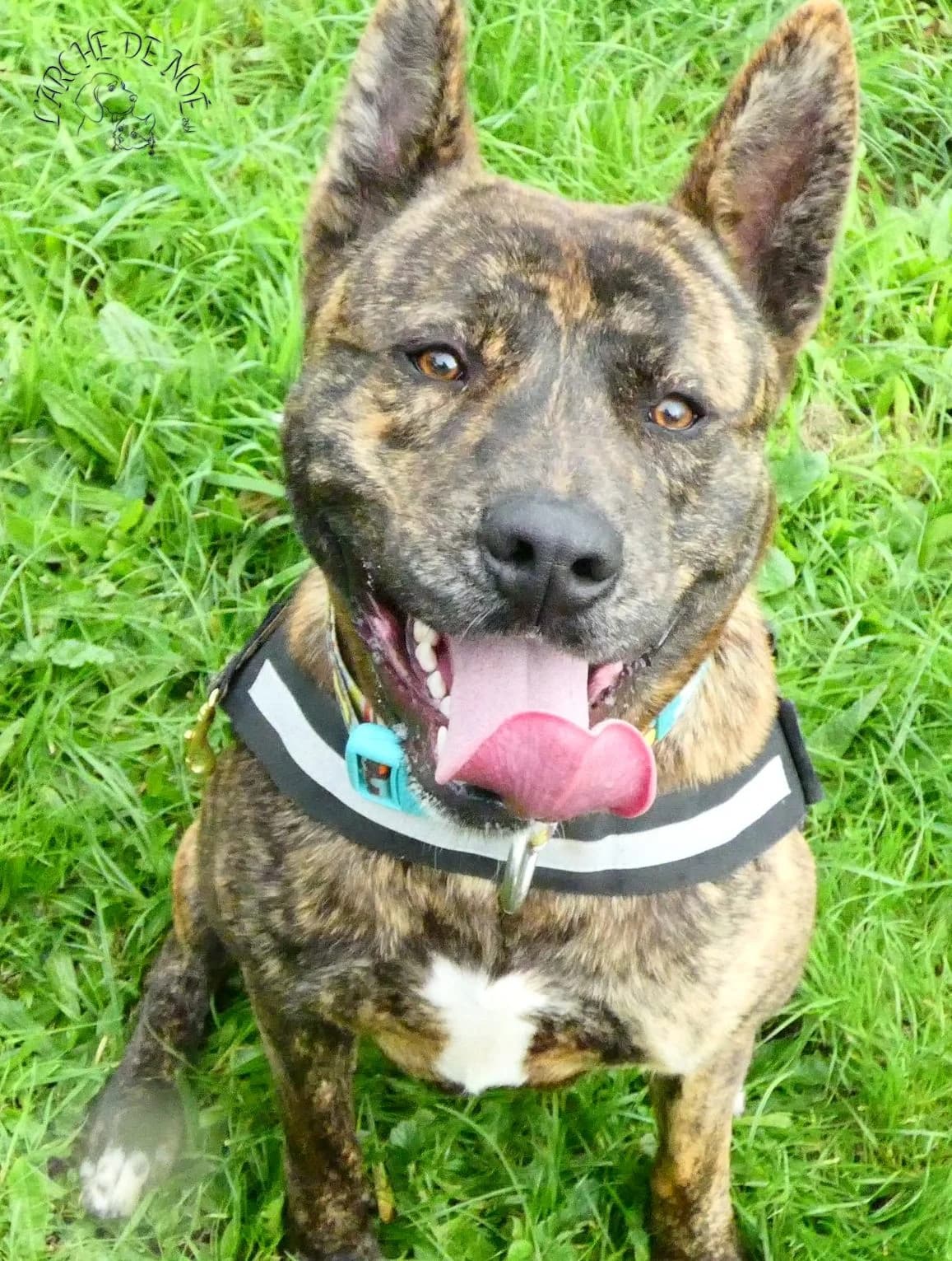 Tigger, male Akita for adoption at L'Arche de Noé ASBL - SPA Maisières