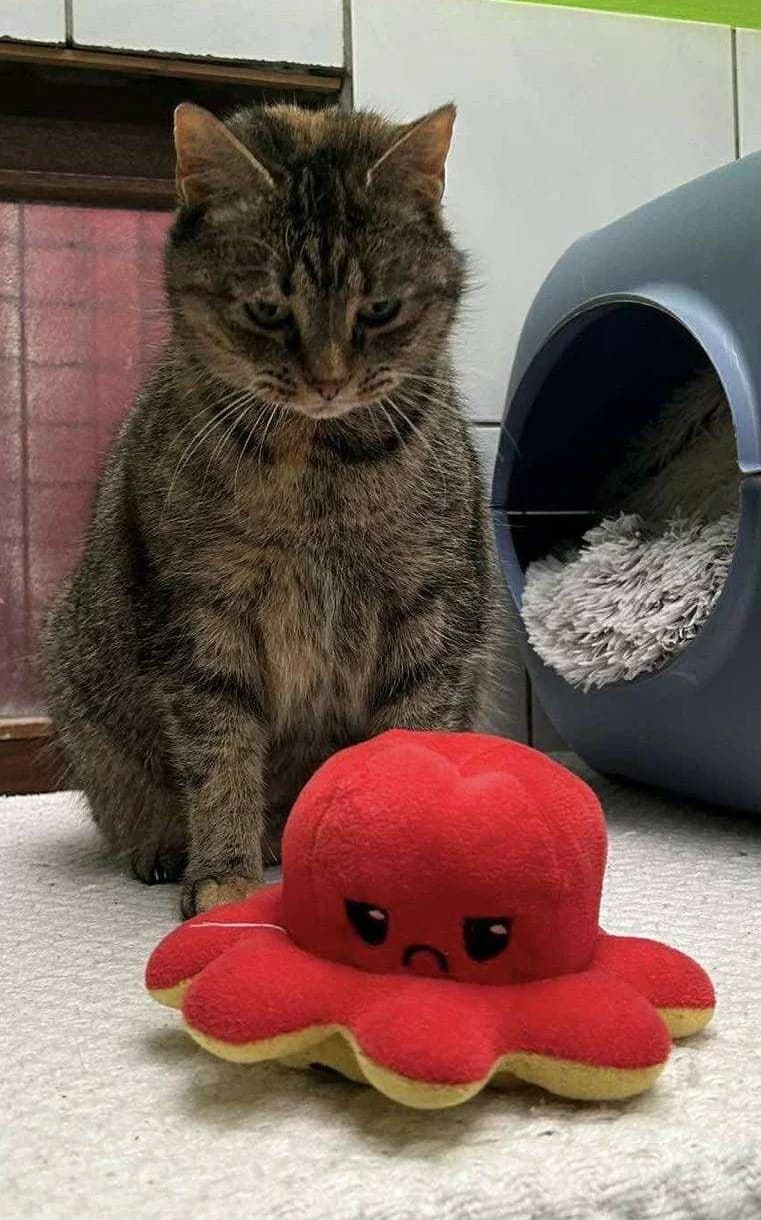 Opaline, female European Shorthair for adoption at L'Arche de Noé ASBL - SPA Maisières