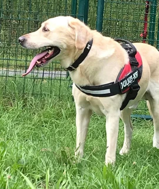 Carinia, female European Shorthair for adoption at L'Arche de Noé ASBL - SPA Maisières