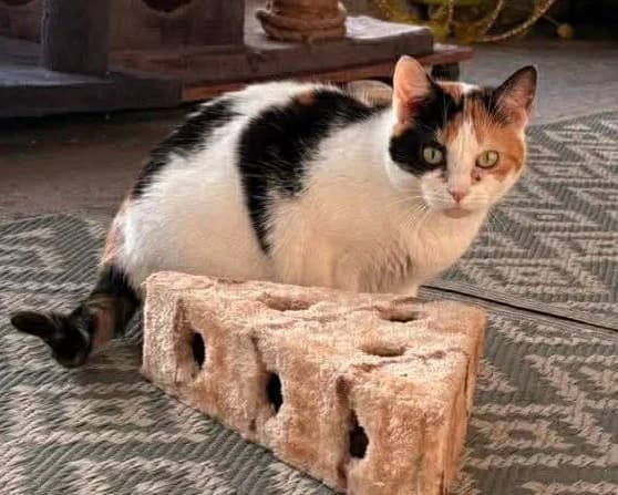 Micky, female European Shorthair for adoption at L'Arche de Noé ASBL - SPA Maisières