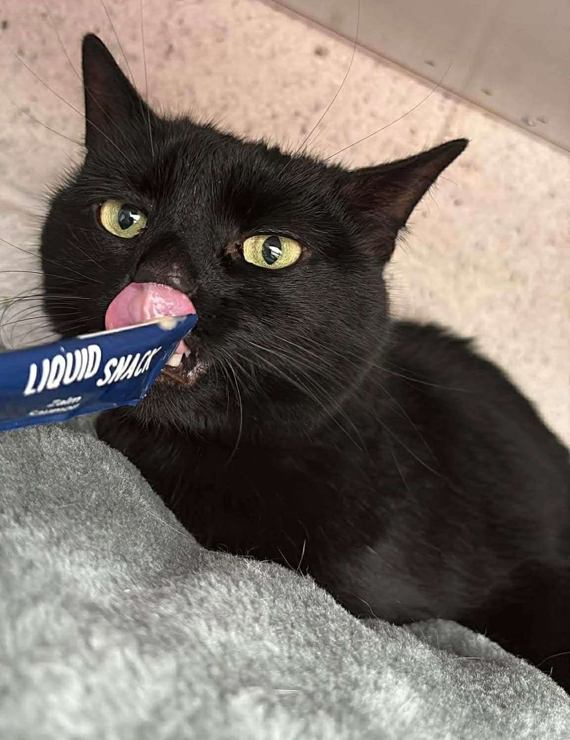 Indy, female European Shorthair for adoption at L'Arche de Noé ASBL - SPA Maisières