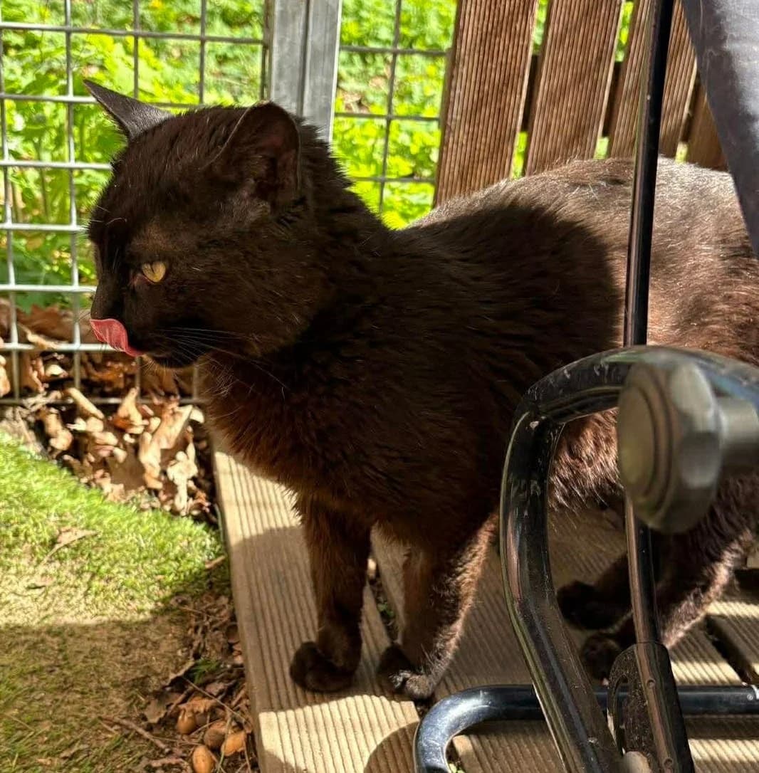 Enjoy, male European Shorthair for adoption at L'Arche de Noé ASBL - SPA Maisières
