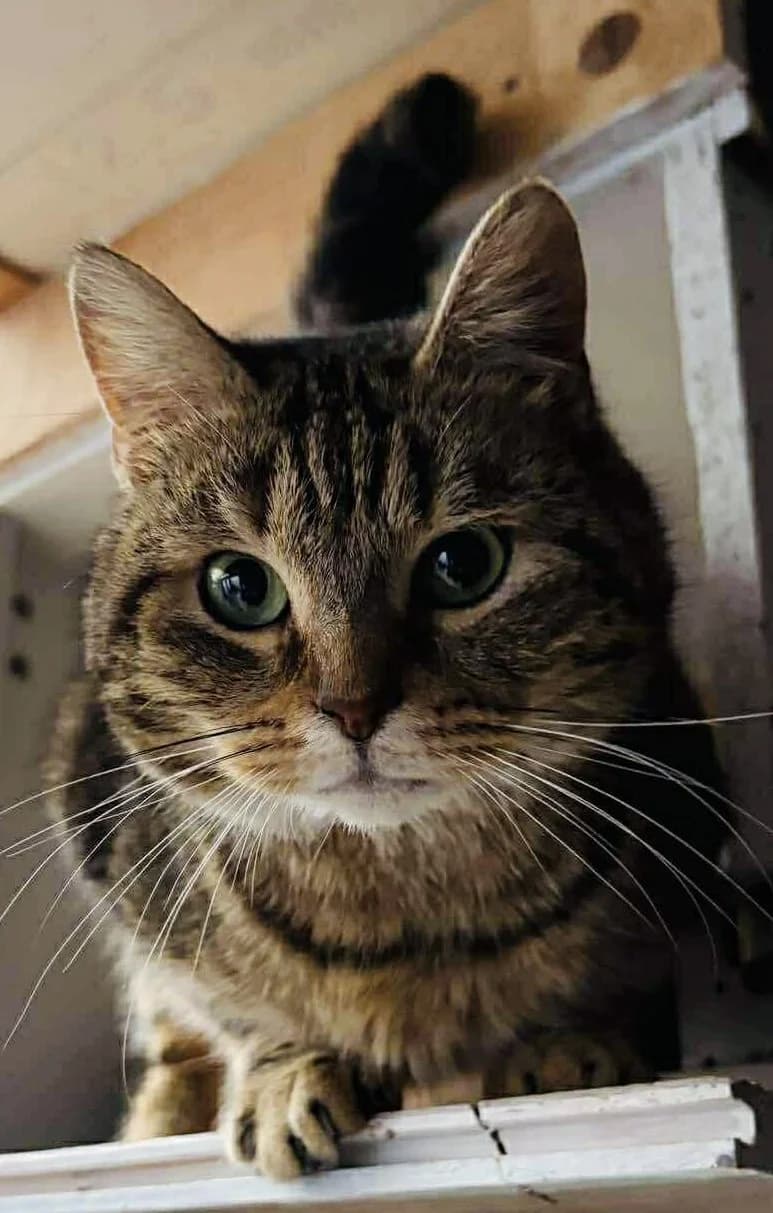 Lolita, female European Shorthair for adoption at L'Arche de Noé ASBL - SPA Maisières