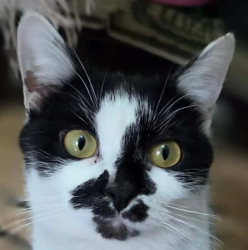 Camélia, female European Shorthair for adoption at L'Arche de Noé ASBL - SPA Maisières