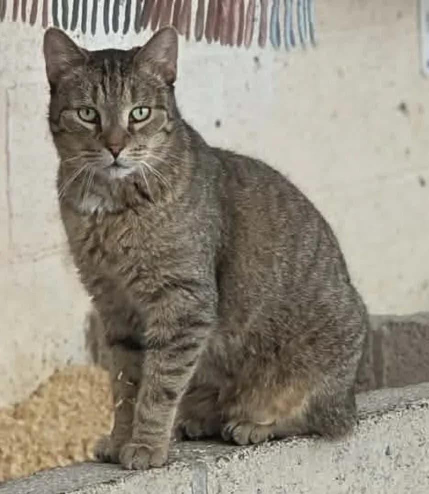 Lancelot, male European Shorthair for adoption at L'Arche de Noé ASBL - SPA Maisières