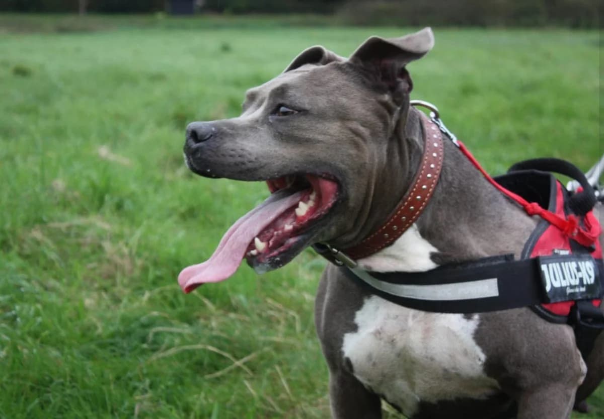 Twist, male European Shorthair for adoption at L'Arche de Noé ASBL - SPA Maisières