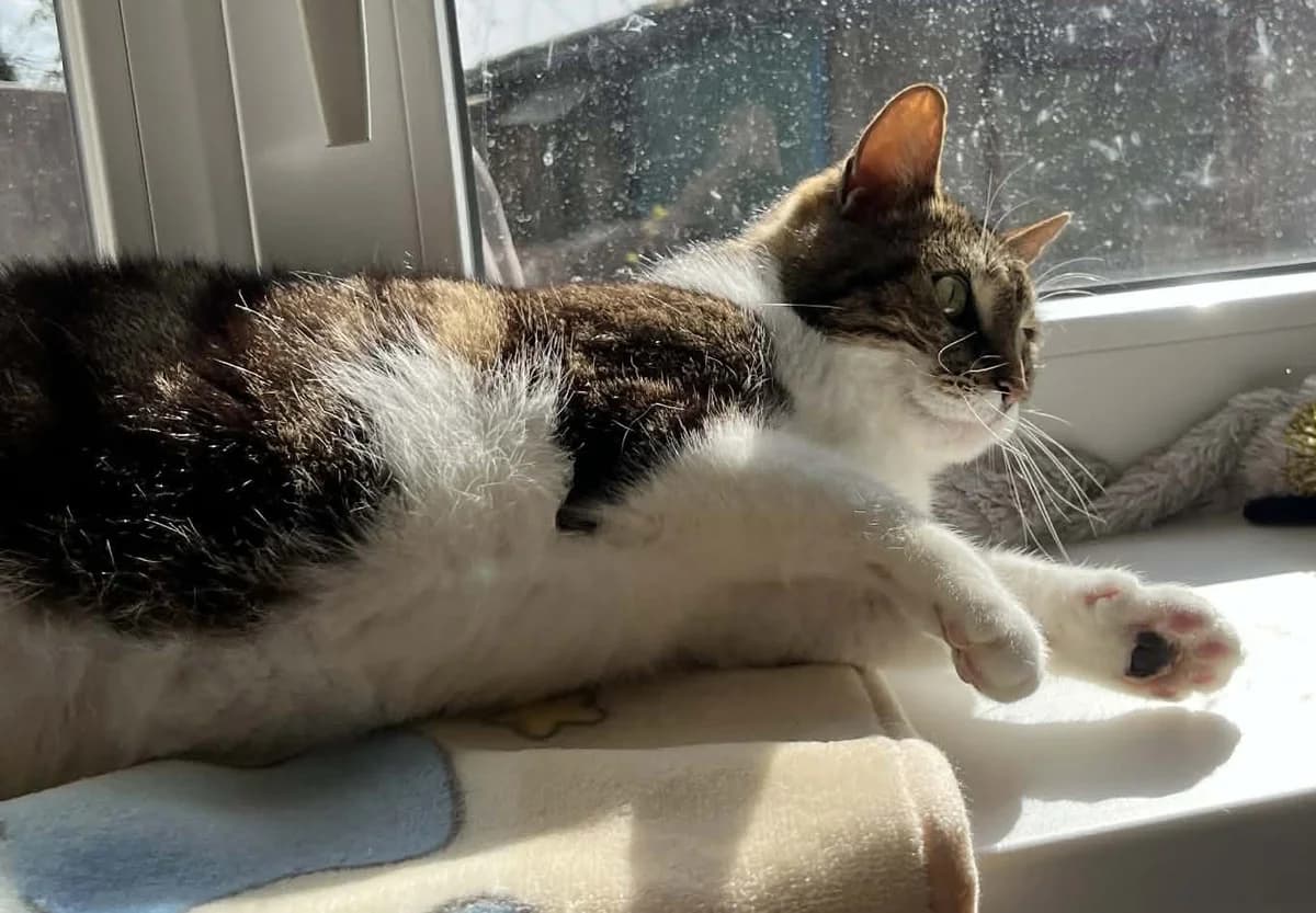 Georges, male European Shorthair for adoption at L'Arche de Noé ASBL - SPA Maisières