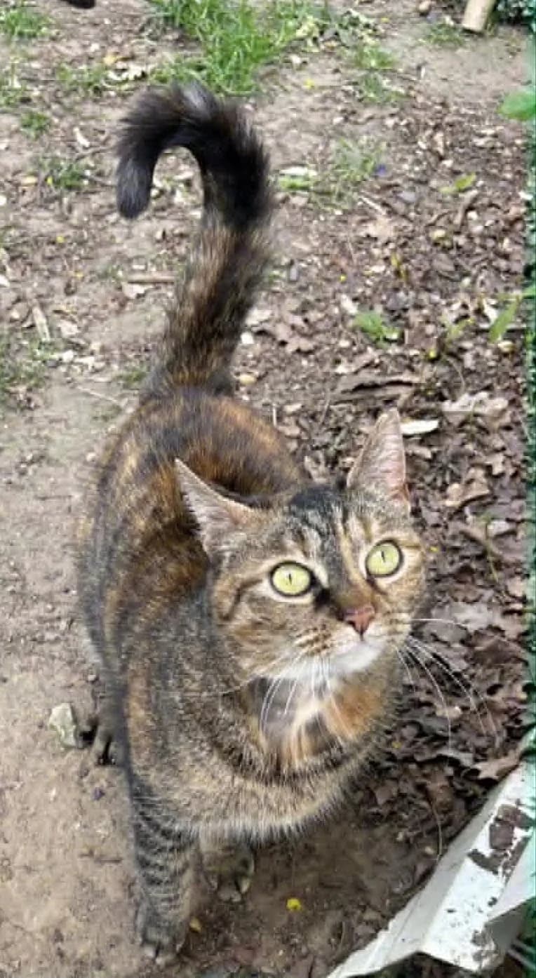 Wendy, female European Shorthair for adoption at L'Arche de Noé ASBL - SPA Maisières, Mons