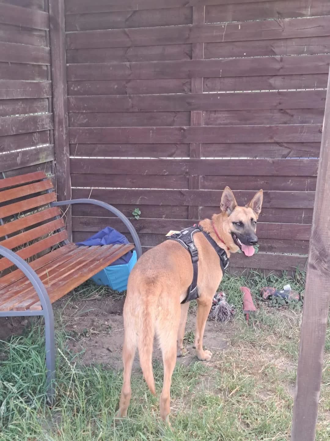 Zebra, female young Belgian Malinois for adoption at L'Arche de Noé ASBL - SPA Maisières, Mons