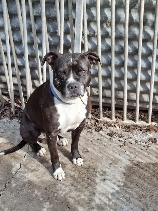 Tye, male American Staffordshire Terrier for adoption at L'Arche de Noé ASBL - SPA Maisières