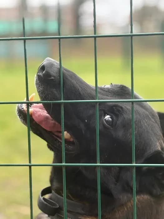 Sun, male 5yo Belgian Malinois for adoption at L'Arche de Noé ASBL - SPA Maisières, Mons