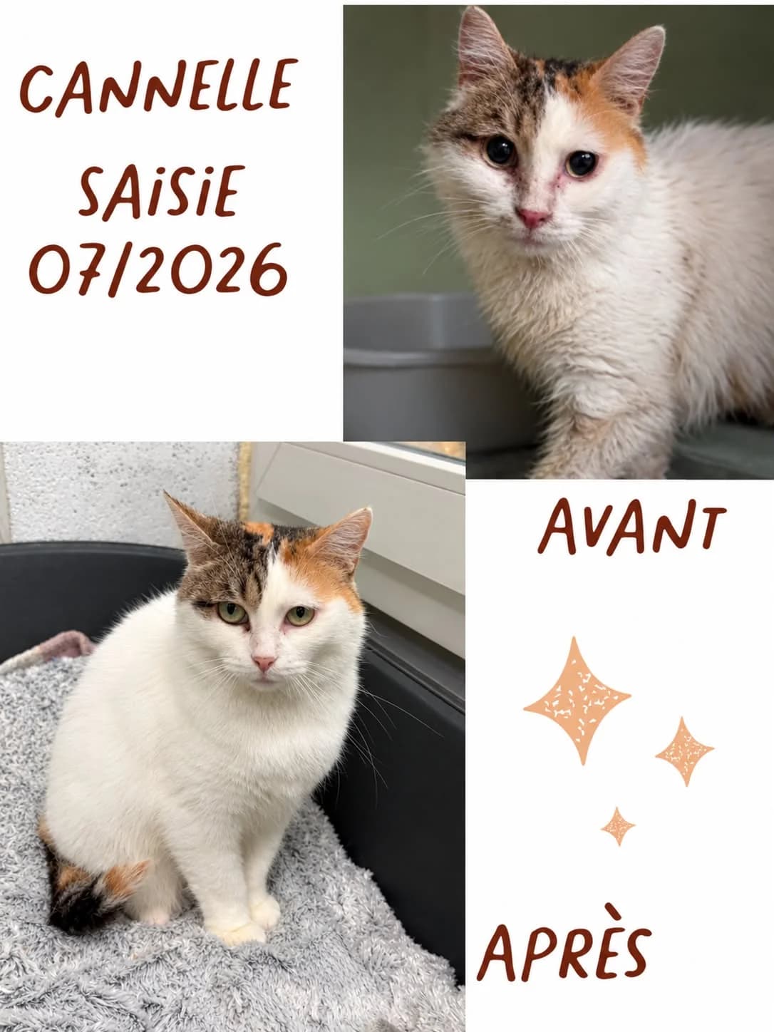 Cannelle, female European Shorthair for adoption at L'Arche de Noé ASBL - SPA Maisières, Mons