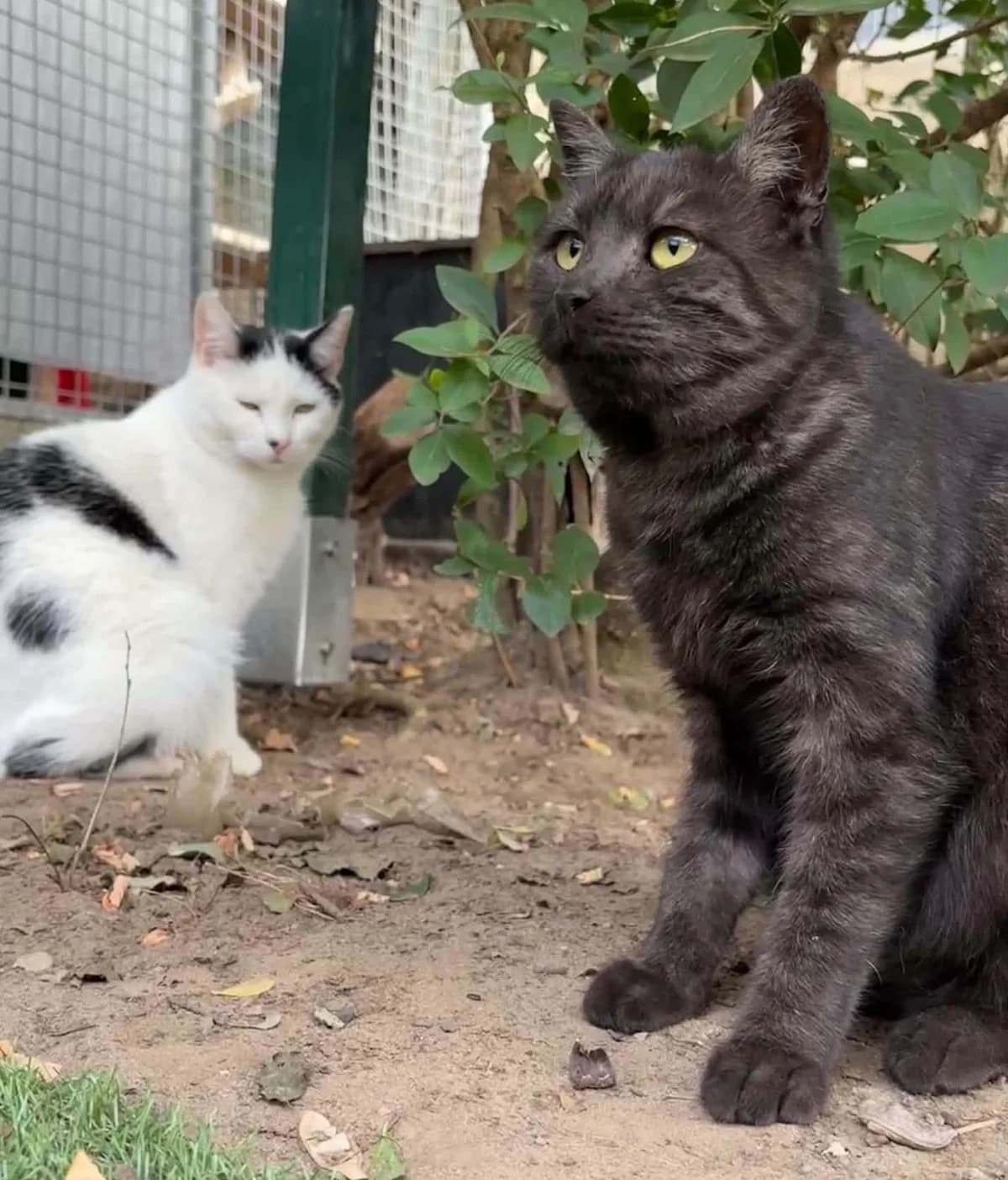 Lou et Carinia, male European Shorthair for adoption at L'Arche de Noé ASBL - SPA Maisières, Mons