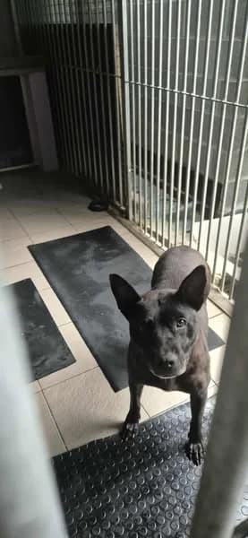 Zaya, female mixed breed for adoption at L'Arche de Noé ASBL - SPA Maisières