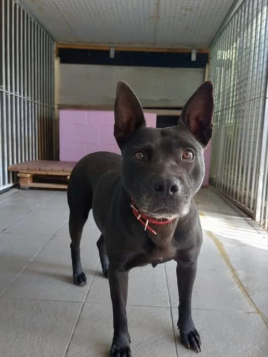 Zaya, female 6yo mixed breed for adoption at L'Arche de Noé ASBL - SPA Maisières, Mons