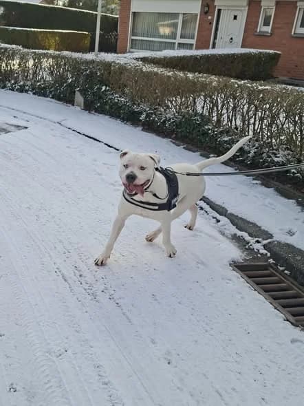 Titan, male mixed breed for adoption at L'Arche de Noé ASBL - SPA Maisières