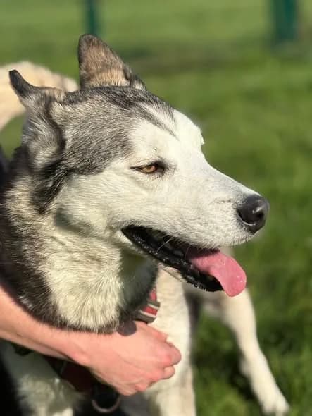 Padje, female Husky for adoption at L'Arche de Noé ASBL - SPA Maisières