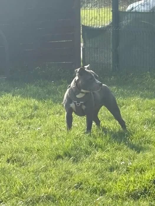Pinkie, female Staffordshire Bull Terrier for adoption at L'Arche de Noé ASBL - SPA Maisières