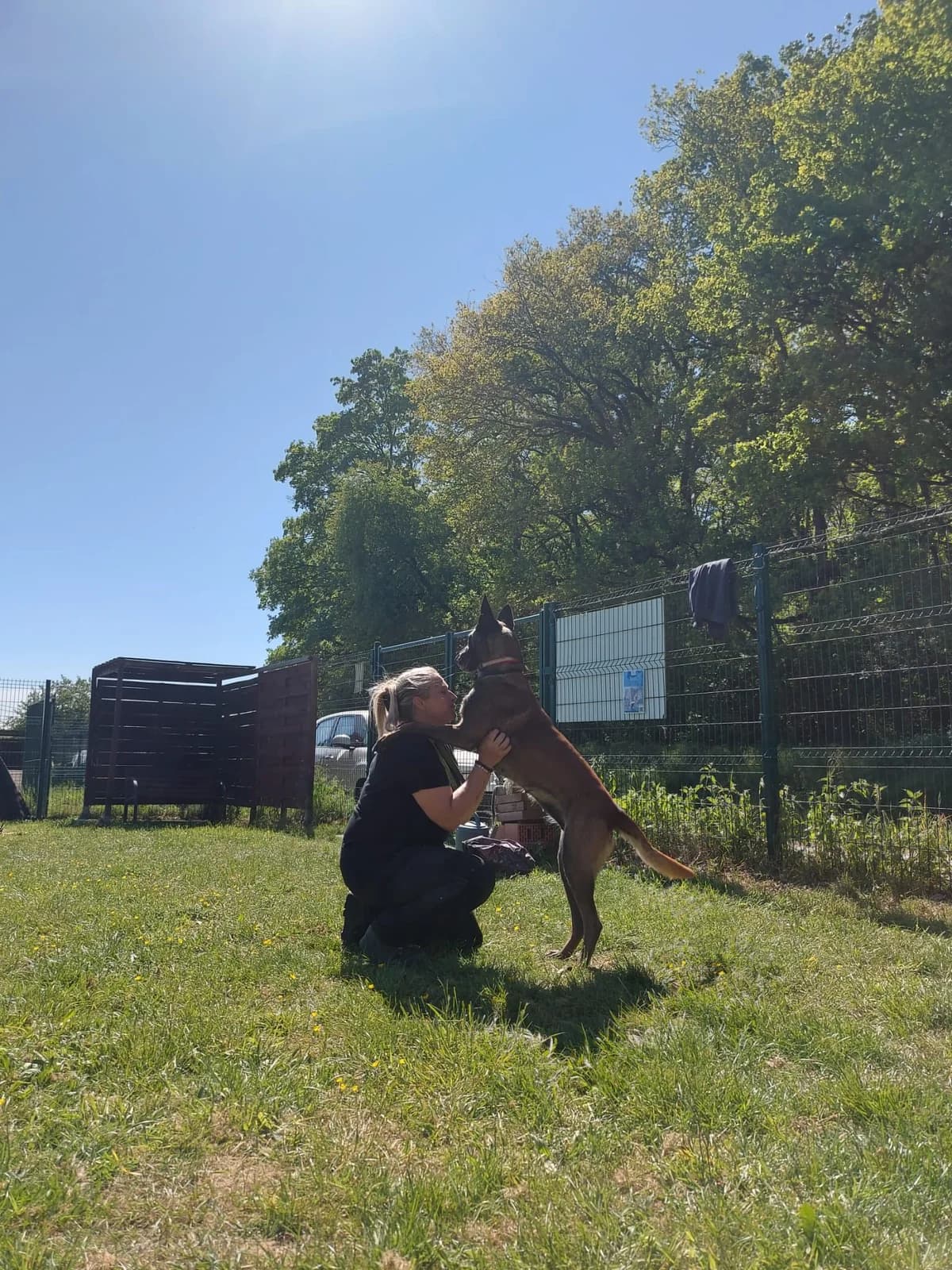 Oseille, female 5yo Belgian Malinois for adoption at L'Arche de Noé ASBL - SPA Maisières, Mons