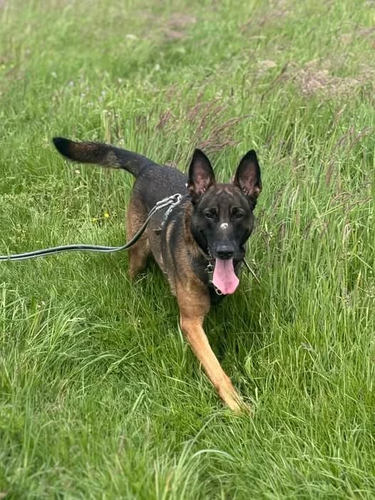 Max, male puppy Belgian Malinois for adoption at L'Arche de Noé ASBL - SPA Maisières, Mons