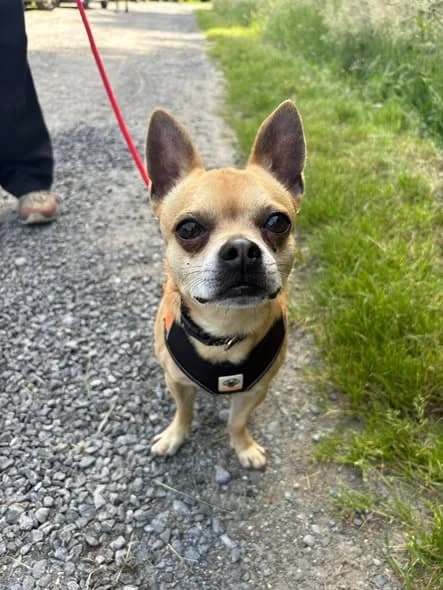 Locky, male 3yo Chihuahua for adoption at L'Arche de Noé ASBL - SPA Maisières, Mons
