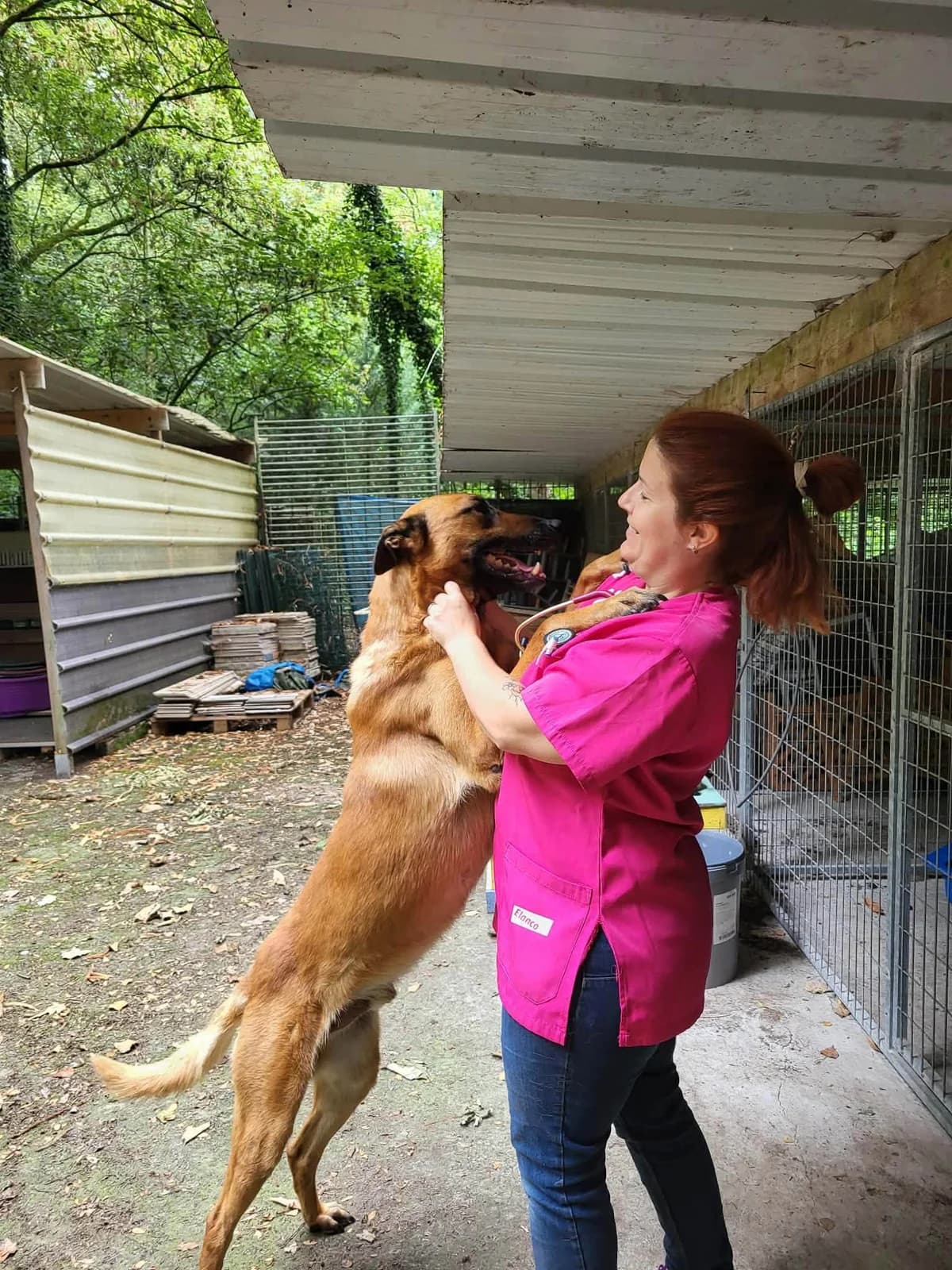 Winnie, male 5yo Belgian Malinois for adoption at L'Arche de Noé ASBL - SPA Maisières, Mons