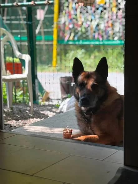 Titours, male German Shepherd for adoption at L'Arche de Noé ASBL - SPA Maisières, Mons