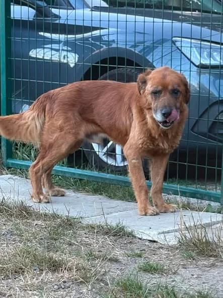 Zarko, male senior Golden Retriever for adoption at L'Arche de Noé ASBL - SPA Maisières, Mons