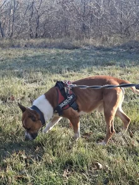 Vito, male 6yo American Staffordshire Terrier for adoption at L'Arche de Noé ASBL - SPA Maisières, Mons