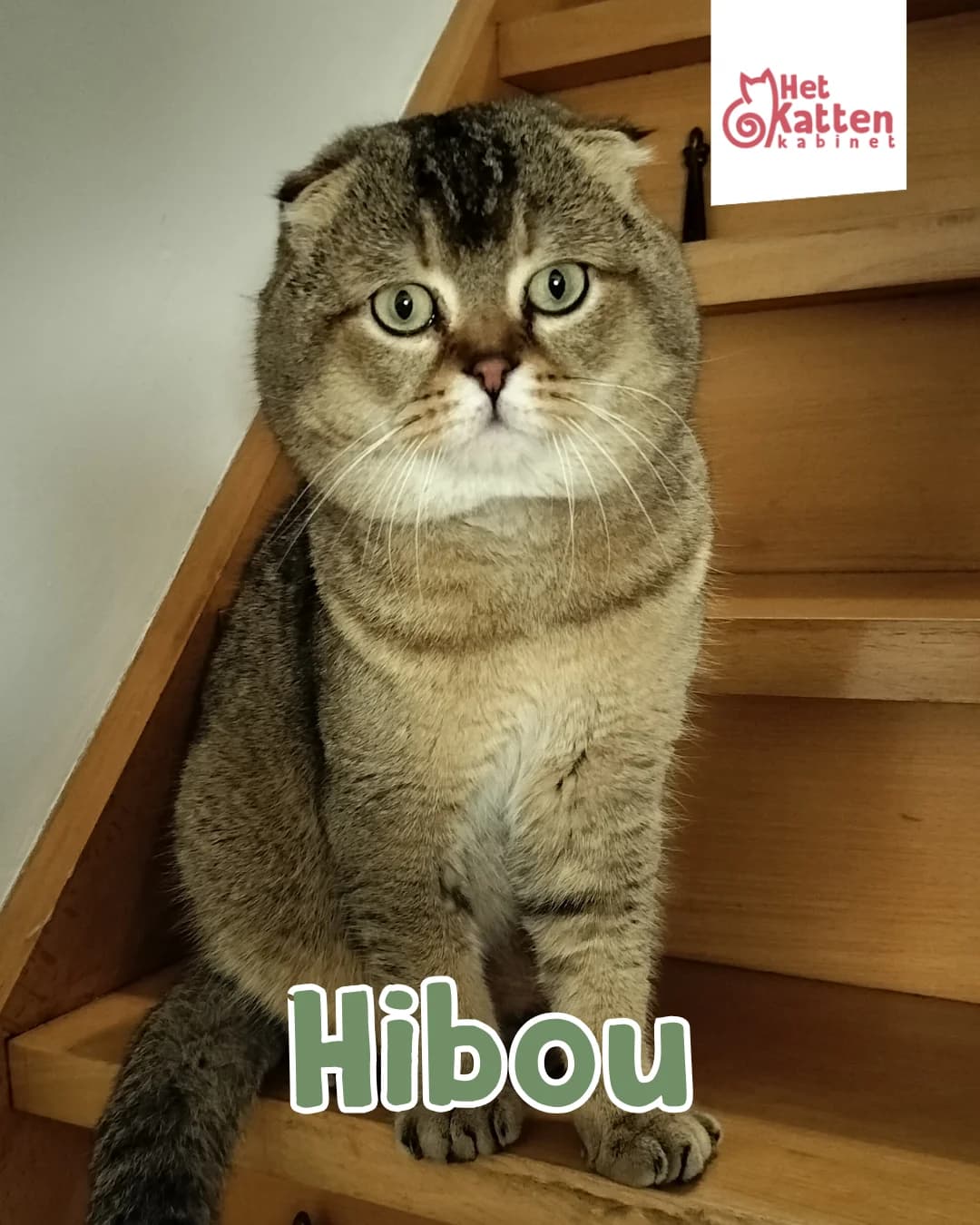 Hibou, male Scottish Fold for adoption at Asieldieren.be