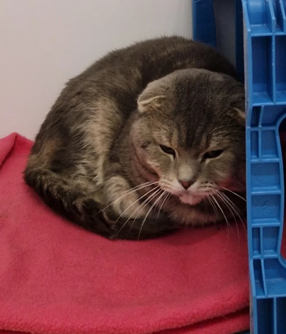 Scottie, male Scottish Fold for adoption at Asieldieren.be