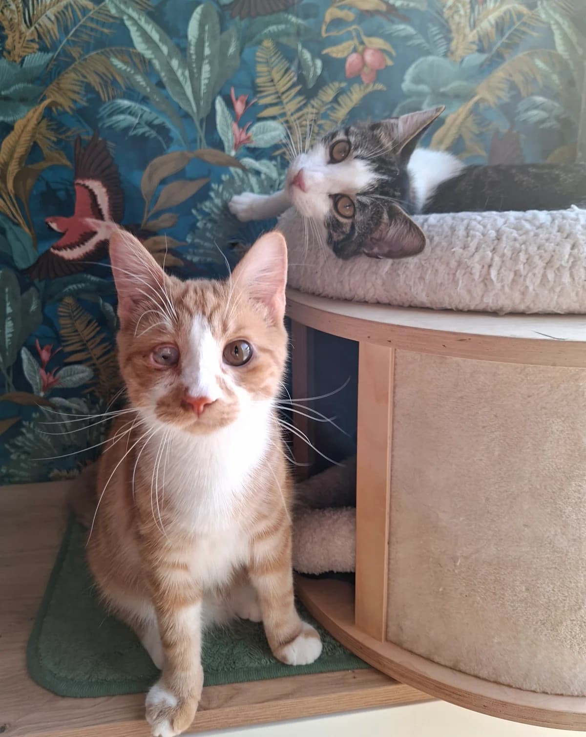 Duo Spud & Potato, male Mixed Breed Cat for adoption at Asieldieren.be