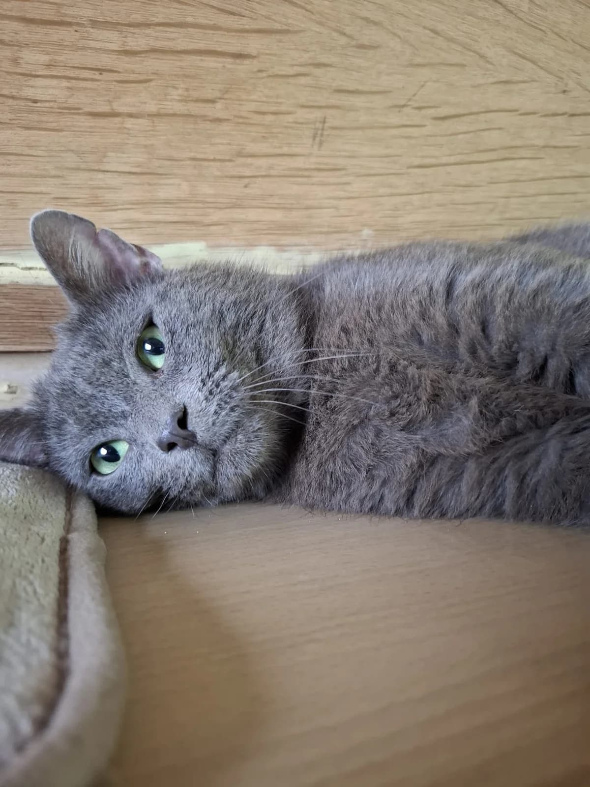 Neo, male European Shorthair for adoption at Asieldieren.be