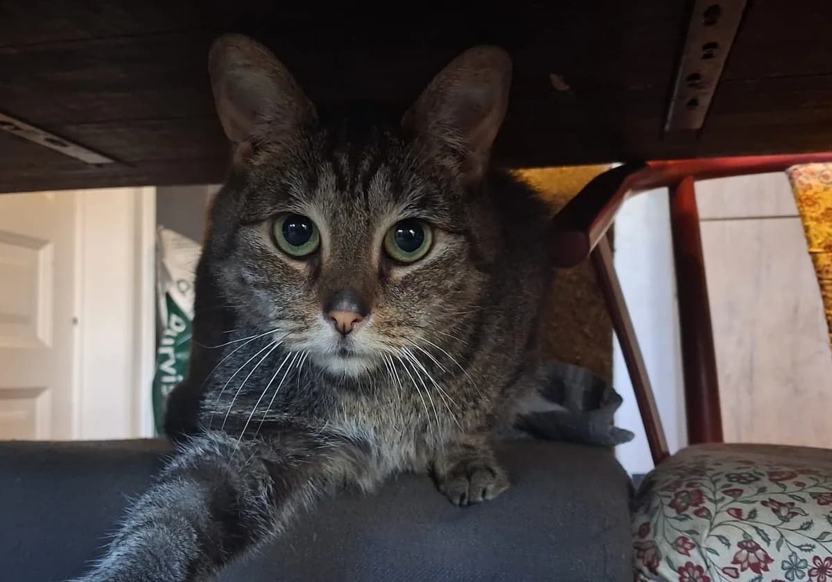 Pablo, male Mixed Breed Cat for adoption at Asieldieren.be