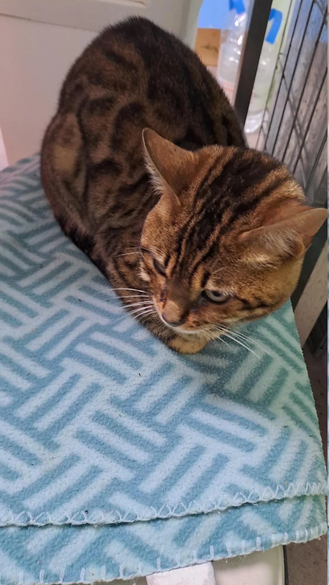 Powel, male Bengal for adoption at Asieldieren.be