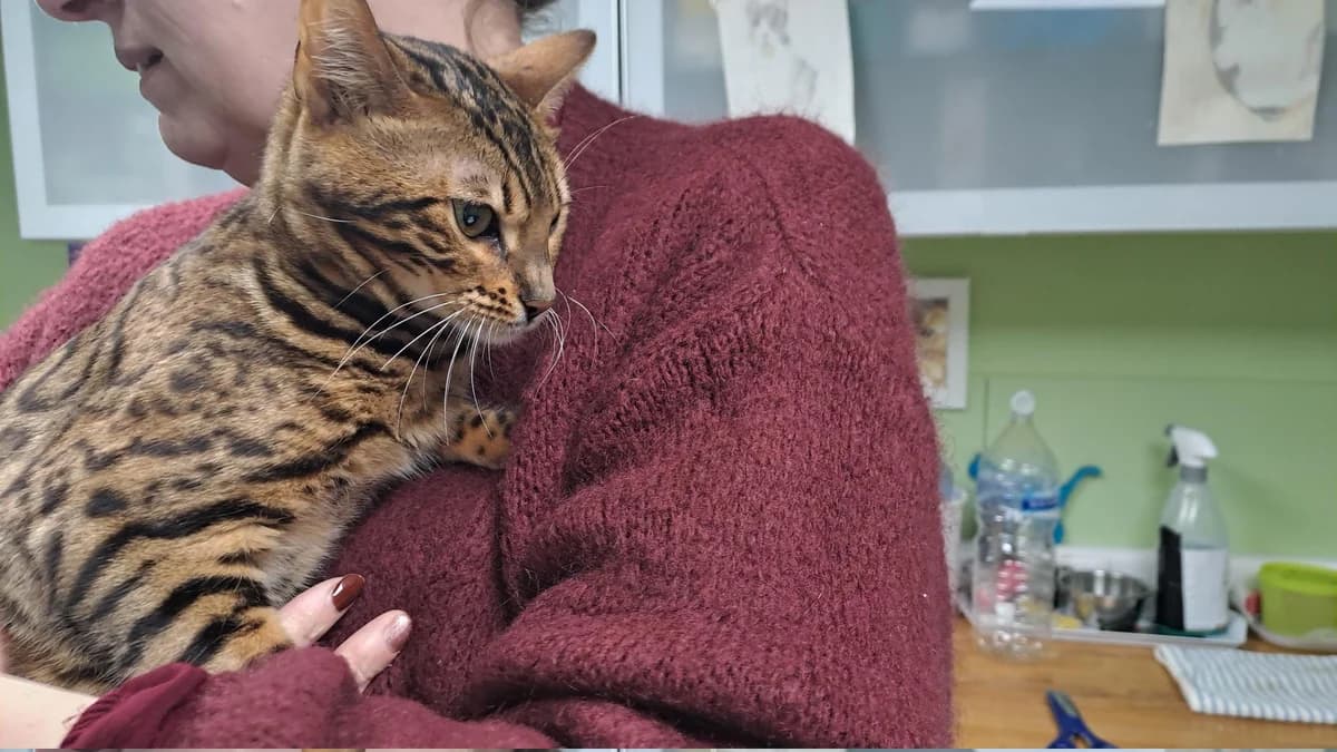 Parkin, male Bengal for adoption at Asieldieren.be