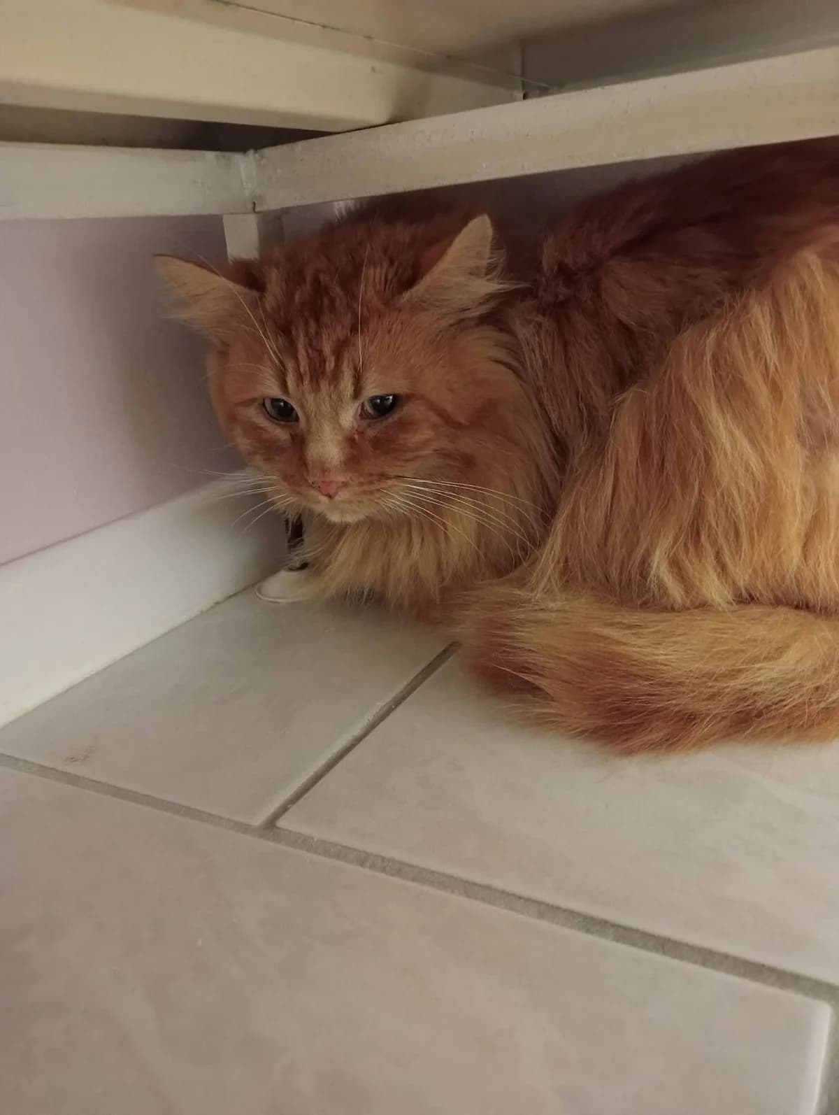 Toulouse, male Mixed Breed Cat for adoption at Asieldieren.be