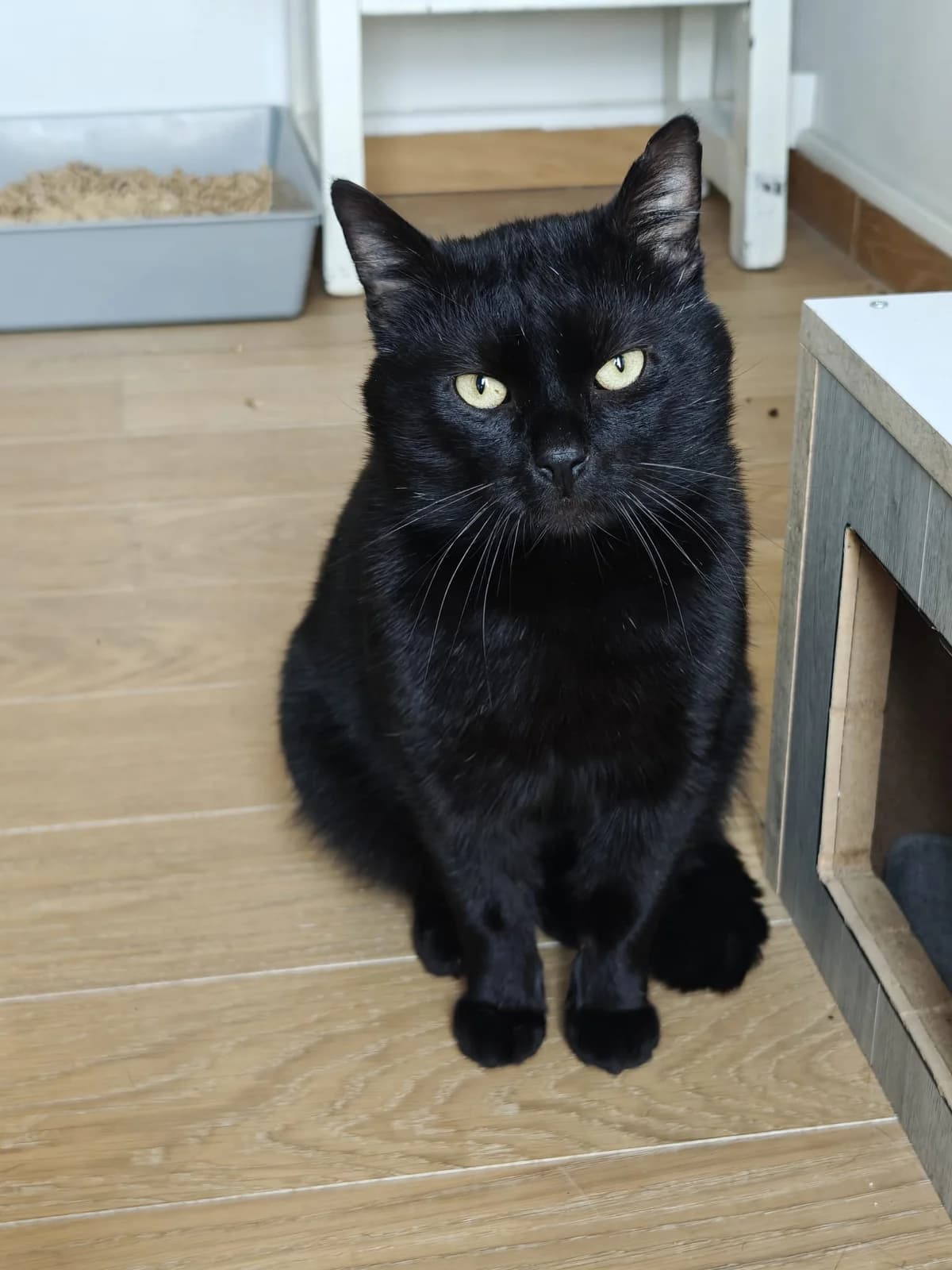ROETJE, male Mixed Breed Cat for adoption at Asieldieren.be