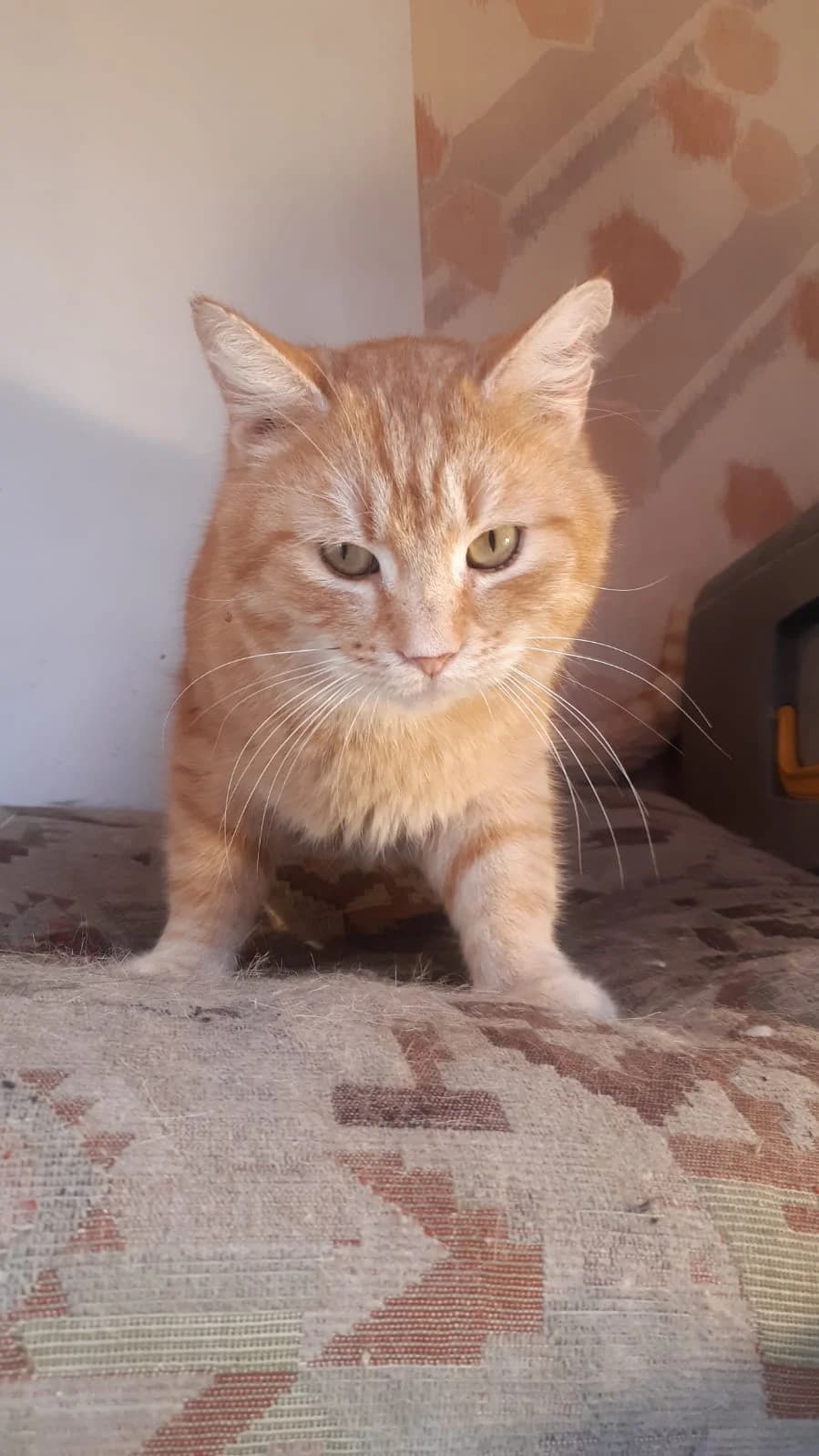 Ginger, male European Shorthair for adoption at Asieldieren.be