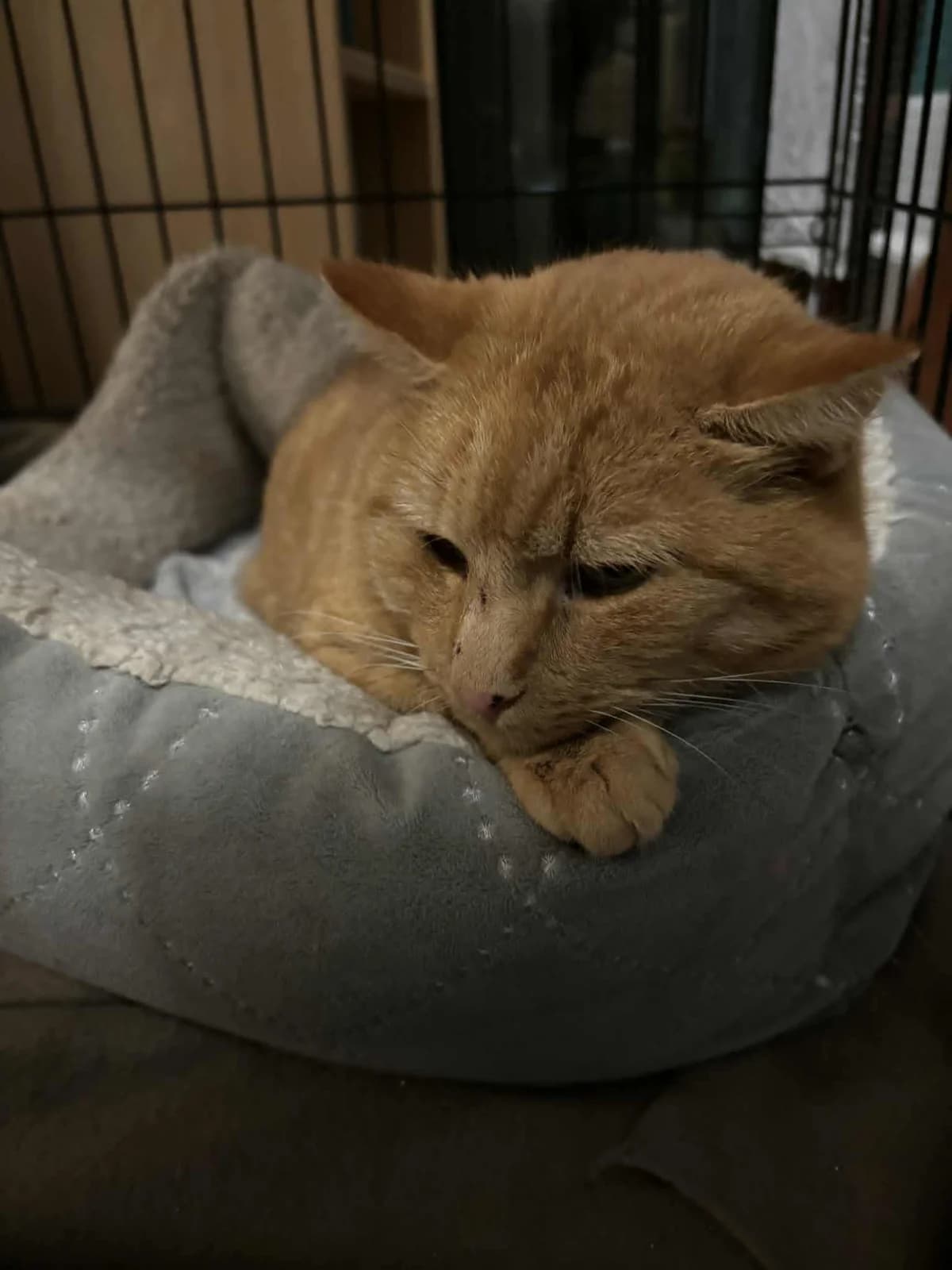 Ozzy, male Mixed Breed for adoption at Asieldieren.be