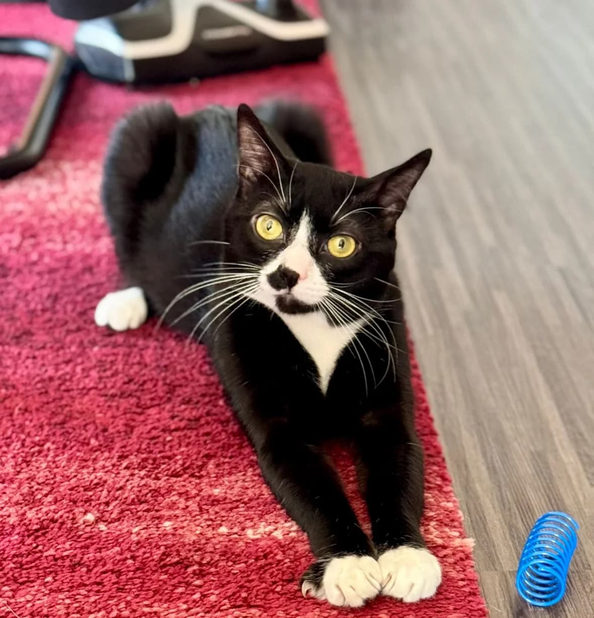 Levi, male European Shorthair for adoption at Asieldieren.be