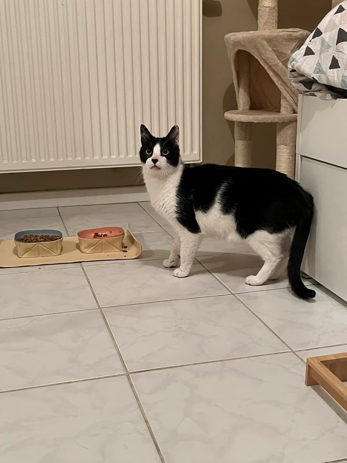 Bes, male European Shorthair for adoption at Asieldieren.be